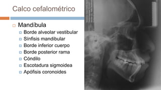 Calco cefalométrico

   Mandíbula
       Borde alveolar vestibular
       Sínfisis mandibular
       Borde inferior cuerpo
       Borde posterior rama
       Cóndilo
       Escotadura sigmoidea
       Apófisis coronoides
 