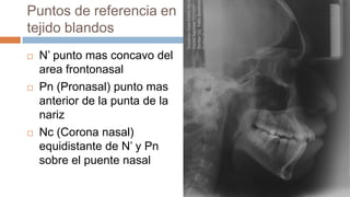 Puntos de referencia en
tejido blandos
   N’ punto mas concavo del
    area frontonasal
   Pn (Pronasal) punto mas
    anterior de la punta de la
    nariz
   Nc (Corona nasal)
    equidistante de N’ y Pn
    sobre el puente nasal
 