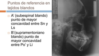 Puntos de referencia en
tejidos blandos
   A’ (subespinal blando)
    punto de mayor
    concavidad entre Sn y
    Ls
   B’(supramentoniano
    blando) punto de
    mayor concavidad
    entre Po’ y Li
 