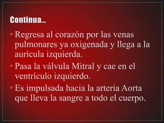 • Regresa al corazón por las venas
  pulmonares ya oxigenada y llega a la
  aurícula izquierda.
• Pasa la válvula Mitral y cae en el
  ventrículo izquierdo.
• Es impulsada hacia la arteria Aorta
  que lleva la sangre a todo el cuerpo.
 