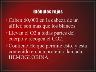 • Caben 60,000 en la cabeza de un
  alfiler, son mas que los blancos
• Llevan el O2 a todas partes del
  cuerpo y recogen el CO2.
• Contiene He que permite esto, y esta
  contenido en una proteína llamada
  HEMOGLOBINA.
 