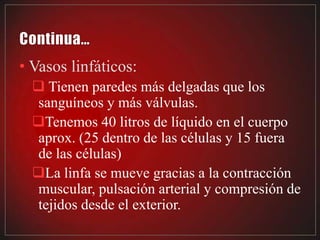 • Vasos linfáticos:
   Tienen paredes más delgadas que los
  sanguíneos y más válvulas.
  Tenemos 40 litros de líquido en el cuerpo
  aprox. (25 dentro de las células y 15 fuera
  de las células)
  La linfa se mueve gracias a la contracción
  muscular, pulsación arterial y compresión de
  tejidos desde el exterior.
 