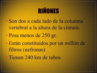 • Son dos a cada lado de la columna
  vertebral a la altura de la cintura.
• Pesa menos de 250 gr.
• Están constituidos por un millón de
  filtros (nefronas)
• Tienen 240 km de tubos
 