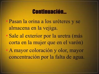 • Pasan la orina a los uréteres y se
  almacena en la vejiga.
• Sale al exterior por la uretra (más
  corta en la mujer que en el varón)
• A mayor coloración y olor, mayor
  concentración por la falta de agua.
 