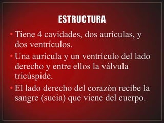 • Tiene 4 cavidades, dos aurículas, y
  dos ventrículos.
• Una aurícula y un ventrículo del lado
  derecho y entre ellos la válvula
  tricúspide.
• El lado derecho del corazón recibe la
  sangre (sucia) que viene del cuerpo.
 