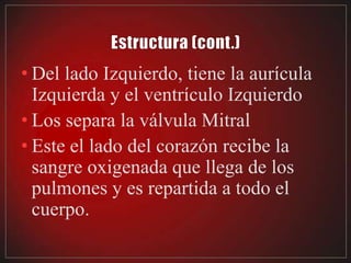 • Del lado Izquierdo, tiene la aurícula
  Izquierda y el ventrículo Izquierdo
• Los separa la válvula Mitral
• Este el lado del corazón recibe la
  sangre oxigenada que llega de los
  pulmones y es repartida a todo el
  cuerpo.
 
