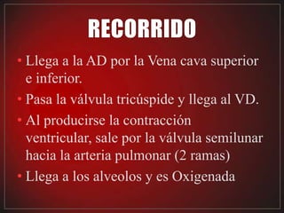 • Llega a la AD por la Vena cava superior
  e inferior.
• Pasa la válvula tricúspide y llega al VD.
• Al producirse la contracción
  ventricular, sale por la válvula semilunar
  hacia la arteria pulmonar (2 ramas)
• Llega a los alveolos y es Oxigenada
 