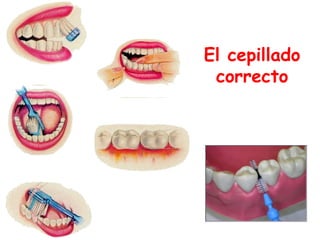El cepillado
correcto
 