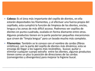 Cabeza: Es el área más importante del cepillo de dientes, en ella 
estarán depositados los filamentos, y al efectuar una fuerza propia del 
cepillado, esta cumplirá la función de limpieza de los dientes, encías, 
lengua y las zonas de más difícil acceso. Podremos ver cepillos de 
dientes en punta cuadrada, ovalada en forma diamante entre otras. 
Algunos productos tienen en la parte posterior pequeños mecanismos 
que sirven de “limpia lengua” para un lavado mucho más completo. 
 Filamentos: También se le conoce con el nombre de cerdas (fibras 
sintéticas), son la parte del cepillo de dientes más dinámica; esta se 
encarga de llegar a los lugares más recónditos, buscar, quitar y 
eliminar cualquier cuerpo extraño entre los dientes, algunos productos 
tienen como un plus la posición de direcciones de las cerdas 
(convergentes y divergentes) para mejorar la higiene bucal. 
 