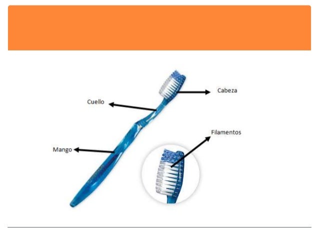 Partes De Un Cepillo De Dientes