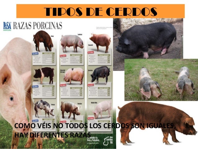 Diferentes Tipos De Razas De Cerdos es.slideshare.net