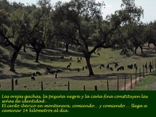 Las orejas gachas, la pezuña negra y la caña fina constituyen las 
señas de identidad . 
El cerdo ibérico en montanera, comiendo… y comiendo … llega a 
caminar 14 kilómetros al día. 
 