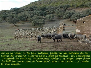 Así es su vida, corta pero intensa, pasta en las dehesas de la 
Sierra de Aracena al norte de la Sierra de Huelva , un ecosistema 
ancestral de encinas, alcornoques, robles y quejigos, cuyo fruto 
la bellota, hace que el “marrano” sepa como sabe …. y cueste 
lo que cuesta… 
 