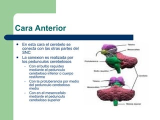 Cara Anterior En esta cara el cerebelo se conecta con las otras partes del SNC La conexion es realizada por los pedunculos cerebelosos Con el bulbo raquideo mediante el pedunculo cerebeloso inferior o cuerpo restiforme Con la protuberancia por medio del pedunculo cerebeloso medio Con en el mesencefalo mediante el pedunculo cerebeloso superior 