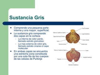 Sustancia Gris Comprende una pequena parte interna y una mayor, superficial. La sustancia gris comprende dos capas en la corteza La interna de color pardo, llamado estrato granuloso La mas externa de color gris, llamado estrato cinereo o capa molecular En ambas capas se encuentra una estrecha zona constituida por una sola fila de los cuerpos de las celulas de Purkinje 