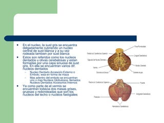 En el nucleo, la sust gris se encuentra delgadamente cubriendo un nucleo central de sust blanca y a su vez rodeada tambien por sust blanca Estos son referidos como los nucleos dentados u olivas cerebelosas y estan formadas por una capa sinuosa de sust gris. En ella se encuentran varios dif. nucleos dentados Nucleo Dentado Accesorio Externo o Embolo, esta en forma de maza Mas adentro del embolo se encuentran uno o mas Nucleos Globulosos, llamados Nucleos Dentados Accesorios Internos Ya como parte de el vermis se encuentran todavia dos masas grises, gruesas y redondeadas que son los nucleos del techo o nucleos fastigiales  