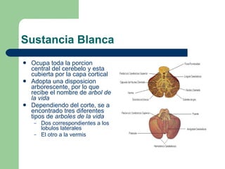 Sustancia Blanca Ocupa toda la porcion central del cerebelo y esta cubierta por la capa cortical Adopta una disposicion arborescente, por lo que recibe el nombre de  arbol de la vida  Dependiendo del corte, se a encontrado tres diferentes tipos de  arboles de la vida Dos correspondientes a los lobulos laterales El otro a la vermis  