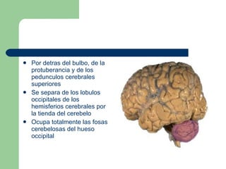 Por detras del bulbo, de la protuberancia y de los pedunculos cerebrales superiores Se separa de los lobulos occipitales de los hemisferios cerebrales por la tienda del cerebelo Ocupa totalmente las fosas cerebelosas del hueso occipital  