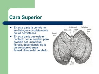 Cara Superior En esta parte la vermis no se distingue completamente de los hemisferios En esta parte que esta en contacto con el cerebro pero dividido por un tabique fibroso, dependencia de la duramdadre craneal, llamado tienda del cerebelo 