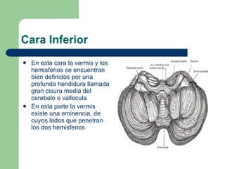 Cara Inferior En esta cara la vermis y los hemisferios se encuentran bien definidos por una profunda hendidura llamada gran cisura media del cerebelo o vallecula En esta parte la vermis existe una eminencia, de cuyos lados que penetran los dos hemisferios 