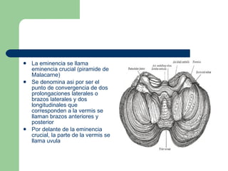 La eminencia se llama eminencia crucial (piramide de Malacarne)  Se denomina asi por ser el punto de convergencia de dos prolongaciones laterales o brazos laterales y dos longitudinales que corresponden a la vermis se llaman brazos anteriores y posterior Por delante de la eminencia crucial, la parte de la vermis se llama uvula 