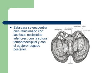Esta cara se encuentra bien relacionado con las fosas occipitales inferiores, con la sutura temporooccipital y con el agujero rasgado posterior 