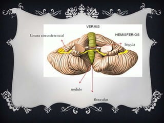 Cisura circunferencial
lingula

nodulo
flocculus

 