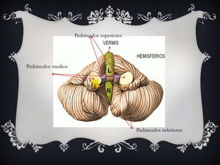 Pedúnculos superiores

Pedúnculos medios

Pedúnculos inferiores

 