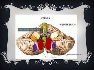Lobulo digastrico
amigdala

 