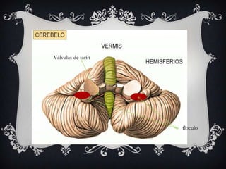 Válvulas de tarín

floculo

 