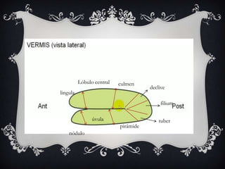 Lóbulo central

culmen

lingula

declive
filium

úvula
pirámide
nódulo

tuber

 
