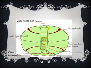 lingula
Lóbulo central

Surco primario

culmen

Curco circunferencial

Surco secundaria o
pre piramidal

Fisura
posterolateral

l. neumogástrico

amígdala

 