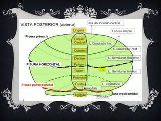 El Cerebelo por Karen Castillo