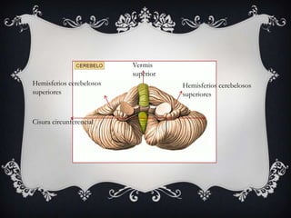 Vermis
superior
Hemisferios cerebelosos
superiores

Cisura circunferencial

Hemisferios cerebelosos
superiores

 