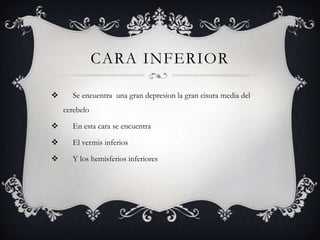 CARA INFERIOR


Se encuentra una gran depresion la gran cisura media del
cerebelo



En esta cara se encuentra



El vermis inferios



Y los hemisferios inferiores

 