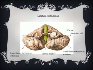 Cerebelo vista frontal

Cisura
circunferencial

Hemisferios cerebelosos
inferiores

Vermis inferior

Hemisferios cerebelosos
inferiores

 