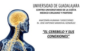 UNIVERSIDAD DE GUADALAJARA
CENTRO UNIVERSITARIO DE LA COSTA
MEDICO CIRUJANO Y PARTERO
ANATOMÍA HUMANA Y DISECCIONES
Dr. JOSÉ ANTONIO SANDOVAL GONZÁLEZ
“EL CEREBELO Y SUS
CONEXIONES”
 