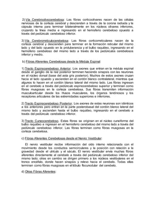 2) Vía Cerebroolivocerebelosa: Las fibras corticoolivares nacen de las células
nerviosas de la corteza cerebral y descienden a través de la corona radiada y la
cápsula interna para terminar bilateralmente en los núcleos olivares inferiores,
cruzando la línea media e ingresando en el hemisferio cerebeloso opuesto a
través del pedúnculo cerebeloso inferior.
3) Vía Cerebrorreticulocerebelosa: Las fibras corticorreticulares nacen de la
corteza cerebral y descienden para terminar en la formación reticular del mismo
lado y del lado opuesto en la protuberancia y el bulbo raquídeo, ingresando en el
hemisferio cerebeloso del mismo lado a través de los pedúnculos cerebelosos
inferior y medio.
b) Fibras Aferentes Cerebelosas desde la Médula Espinal:
1) Tracto Espinocerebeloso Anterior. Los axones que entran en la médula espinal
desde el ganglio de la raíz posterior terminan haciendo sinapsis con las neuronas
en el núcleo dorsal (base del asta gris posterior). Muchos de estos axones cruzan
hacia el lado opuesto y ascienden en el cordón blanco contralateral, mientras que
algunos lo hacen en el cordón blanco lateral del mismo lado. Las fibras ingresan
en el cerebelo a través del pedúnculo espinocerebeloso superior y terminan como
fibras musgosas en la corteza cerebelosa. Sus fibras transmiten información
musculoarticular desde los Husos musculares, los órganos tendinosos y los
receptores articulares de las extremidades superiores e inferiores.
2) Tracto Espinocerebeloso Posterior. Los axones de estas neuronas son idénticos
a los anteriores pero entran en la parte posterobasal del cordón blanco lateral del
mismo lado y ascienden hasta el bulbo raquídeo, ingresando en el cerebelo a
través del pedúnculo cerebeloso inferior.
3) Tracto Cuneocerebeloso. Estas fibras se originan en el núcleo cuneiforme del
bulbo raquídeo e ingresan en el hemisferio cerebeloso del mismo lado a través del
pedúnculo cerebeloso inferior. Las fibras terminan como fibras musgosas en la
corteza cerebelosa.
c) Fibras Aferentes Cerebelosas desde el Nervio Vestibular:
El nervio vestibular recibe información del oído interno relacionada con el
movimiento desde los conductos semicirculares y la posición con relación a la
gravedad desde el utrículo y el sáculo. El nervio vestibular envía muchas fibras
aferentes directamente al cerebelo a través del pedúnculo cerebeloso inferior del
mismo lado; otras en cambio se dirigen primero a los núcleos vestibulares en el
tronco encéfalo, donde hacen sinapsis y relevo hacia el cerebelo. Todas ellas
terminan como fibras musgosas en el lóbulo flocunodular del cerebelo.
d) Otras Fibras Aferentes:
 