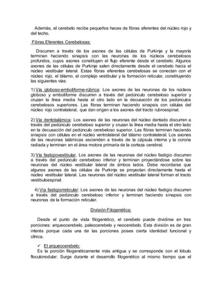 Además, el cerebelo recibe pequeños haces de fibras aferentes del núcleo rojo y
del techo.
Fibras Eferentes Cerebelosas:
Discurren a través de los axones de las células de Purkinje y la mayoría
terminan haciendo sinapsis con las neuronas de los núcleos cerebelosos
profundos, cuyos axones constituyen el flujo eferente desde el cerebelo. Algunos
axones de las células de Purkinje salen directamente desde el cerebelo hacia el
núcleo vestibular lateral. Estas fibras eferentes cerebelosas se conectan con el
núcleo rojo, el tálamo, el complejo vestibular y la formación reticular, constituyendo
las siguientes vías:
1) Vía globoso-emboliforme-rúbrica: Los axones de las neuronas de los núcleos
globoso y emboliforme discurren a través del pedúnculo cerebeloso superior y
cruzan la línea media hasta el otro lado en la decusación de los pedúnculos
cerebelosos superiores. Las fibras terminan haciendo sinapsis con células del
núcleo rojo contralateral, que dan origen a los axones del tracto rubroespinal.
2) Vía dentotalámica: Los axones de las neuronas del núcleo dentado discurren a
través del pedúnculo cerebeloso superior y cruzan la línea media hasta el otro lado
en la decusación del pedúnculo cerebeloso superior. Las fibras terminan haciendo
sinapsis con células en el núcleo ventrolateral del tálamo contralateral. Los axones
de las neuronas talámicas ascienden a través de la cápsula interna y la corona
radiada y terminan en el área motora primaria de la corteza cerebral.
3) Vía fastigiovestibular. Los axones de las neuronas del núcleo fastigio discurren
a través del pedúnculo cerebeloso inferior y terminan proyectándose sobre las
neuronas del núcleo vestibular lateral de ámbos lados. Debe recordarse que
algunos axones de las células de Purkinje se proyectan directamente hasta el
núcleo vestibular lateral. Las neuronas del núcleo vestibular lateral forman el tracto
vestibuloespinal.
4) Via fastigiorreticular: Los axones de las neuronas del núcleo fastigio discurren
a través del pedúnculo cerebeloso inferior y terminan haciendo sinapsis con
neuronas de la formación reticular.
División Filogenética:
Desde el punto de vista filogenético, el cerebelo puede dividirse en tres
porciones: arqueocerebelo, paleocerebelo y neocerebelo. Esta división es de gran
interés porque cada una de las porciones posee cierta identidad funcional y
clínica.
 El arqueocerebelo:
Es la porción filogenéticamente más antigua y se corresponde con el lóbulo
floculonodular. Surge durante el desarrollo filogenético al mismo tiempo que el
 