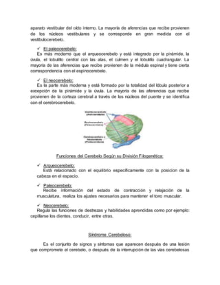 aparato vestibular del oído interno. La mayoría de aferencias que recibe provienen
de los núcleos vestibulares y se corresponde en gran medida con el
vestíbulocerebelo.
 El paleocerebelo:
Es más moderno que el arqueocerebelo y está integrado por la pirámide, la
úvula, el lobulillo central con las alas, el culmen y el lobulillo cuadrangular. La
mayoría de las aferencias que recibe provienen de la médula espinal y tiene cierta
correspondencia con el espinocerebelo.
 El neocerebelo:
Es la parte más moderna y está formado por la totalidad del lóbulo posterior a
excepción de la pirámide y la úvula. La mayoría de las aferencias que recibe
provienen de la corteza cerebral a través de los núcleos del puente y se identifica
con el cerebrocerebelo.
Funciones del Cerebelo Según su División Filogenética:
 Arqueocerebelo:
Está relacionado con el equilibrio específicamente con la posicion de la
cabeza en el espacio.
 Paleocerebelo:
Recibe información del estado de contracción y relajación de la
musculatura, realiza los ajustes necesarios para mantener el tono muscular.
 Neocerebelo:
Regula las funciones de destrezas y habilidades aprendidas como por ejemplo:
cepillarse los dientes, conducir, entre otras.
Síndrome Cerebeloso:
Es el conjunto de signos y síntomas que aparecen después de una lesión
que compromete el cerebelo, o después de la interrupción de las vías cerebelosas
 