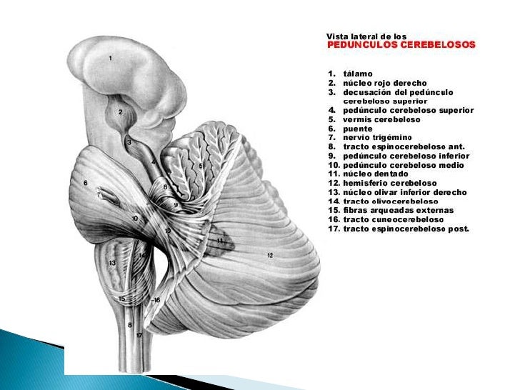 El Cerebelo Y Sus Conecciones