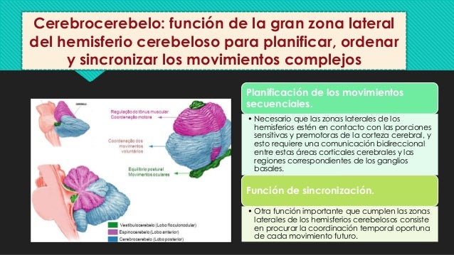El cerebelo y sus funciones fisiología