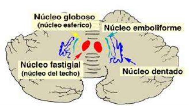 El cerebelo y sus funciones - fisiología
