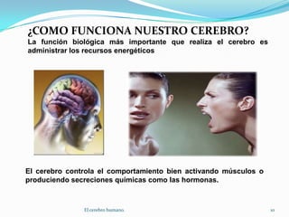 ¿COMO FUNCIONA NUESTRO CEREBRO?La función biológica más importante que realiza el cerebro es administrar los recursos energéticosEl cerebro controla el comportamiento bien activando músculos o produciendo secreciones químicas como las hormonas.10El cerebro humano.