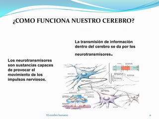 ¿COMO FUNCIONA NUESTRO CEREBRO?La transmisión de información dentro del cerebro se da por los neurotransmisores.Los neurotransmisores son sustancias capaces de provocar el movimiento de los impulsos nerviosos.11El cerebro humano.