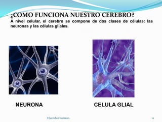 ¿COMO FUNCIONA NUESTRO CEREBRO?A nivel celular, el cerebro se compone de dos clases de células: las neuronas y las células gliales.NEURONACELULA GLIAL12El cerebro humano.