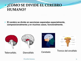 ¿COMO SE DIVIDE EL CEREBRO HUMANO?El cerebro se divide en secciones separadas espacialmente, composicionalmente y en muchos casos, funcionalmente.Tronco del encéfaloCerebeloTelencefalo.Diencéfalo13El cerebro humano.