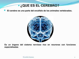 ¿QUE ES EL CEREBRO?El cerebro es una parte del encéfalo de los animales vertebrados.Es un órgano del sistema nervioso rico en neuronas con funciones especializadas3El cerebro humano.