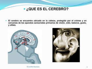 ¿QUE ES EL CEREBRO?El cerebro se encuentra ubicado en la cabeza, protegido por el cráneo y en cercanías de los aparatos sensoriales primarios de visión, oído, balance, gusto, y olfato.4El cerebro humano.