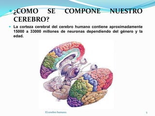 ¿COMO SE COMPONE NUESTRO CEREBRO?La corteza cerebral del cerebro humano contiene aproximadamente 15000 a 33000 millones de neuronas dependiendo del género y la edad.5El cerebro humano.